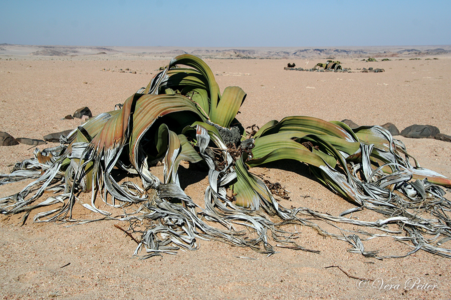 Welwitschia Drive