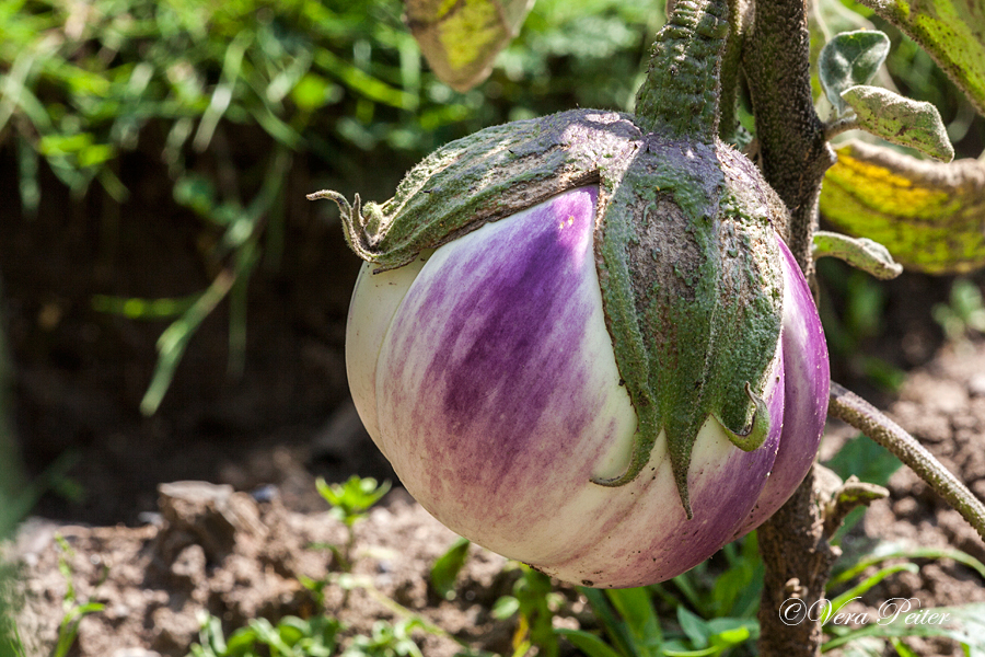 Aubergine