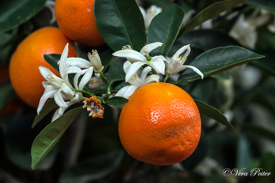 Calamondin