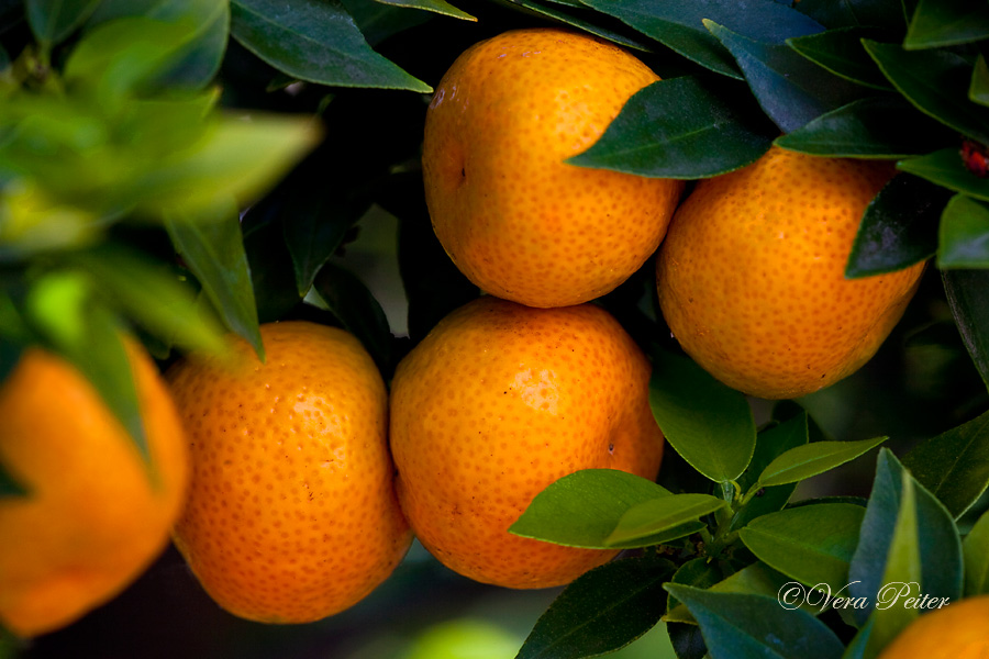 Chinotto