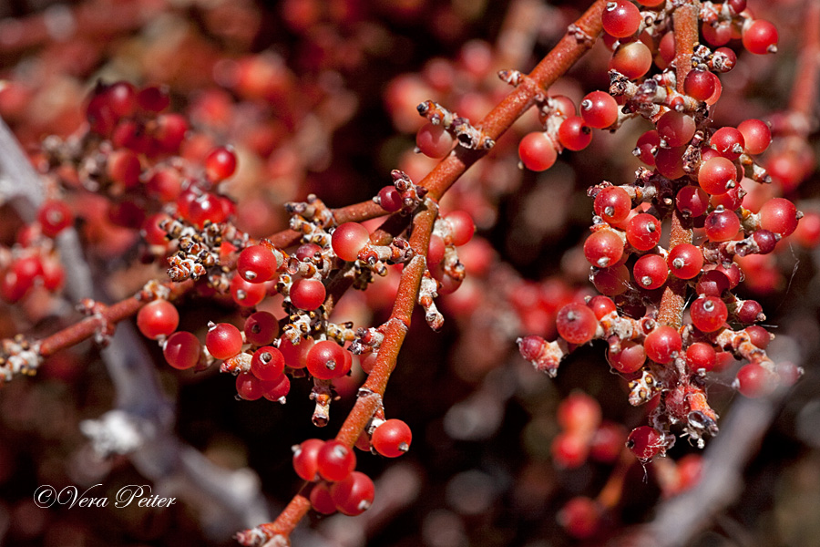 Desert Mistletoe