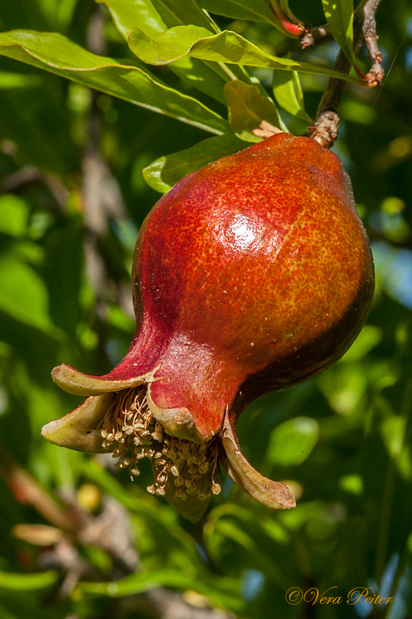 Granatapfel