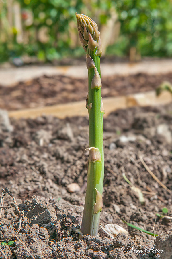 Grünspargel