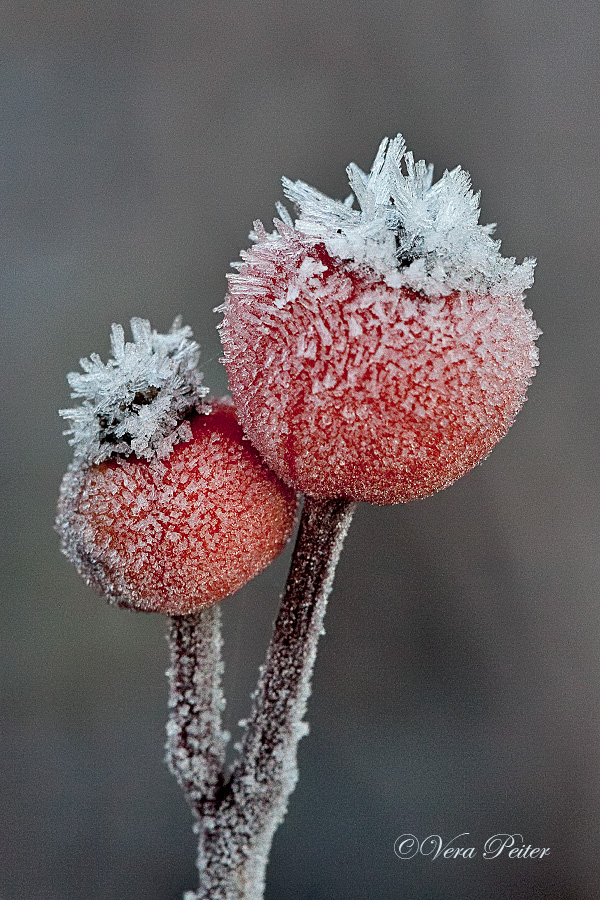 Hagebutten mit Eiskristallen