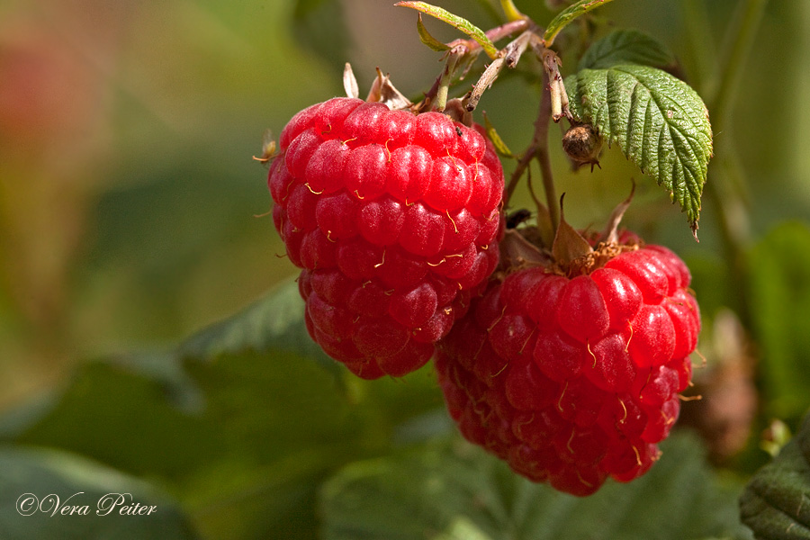 Himbeeren