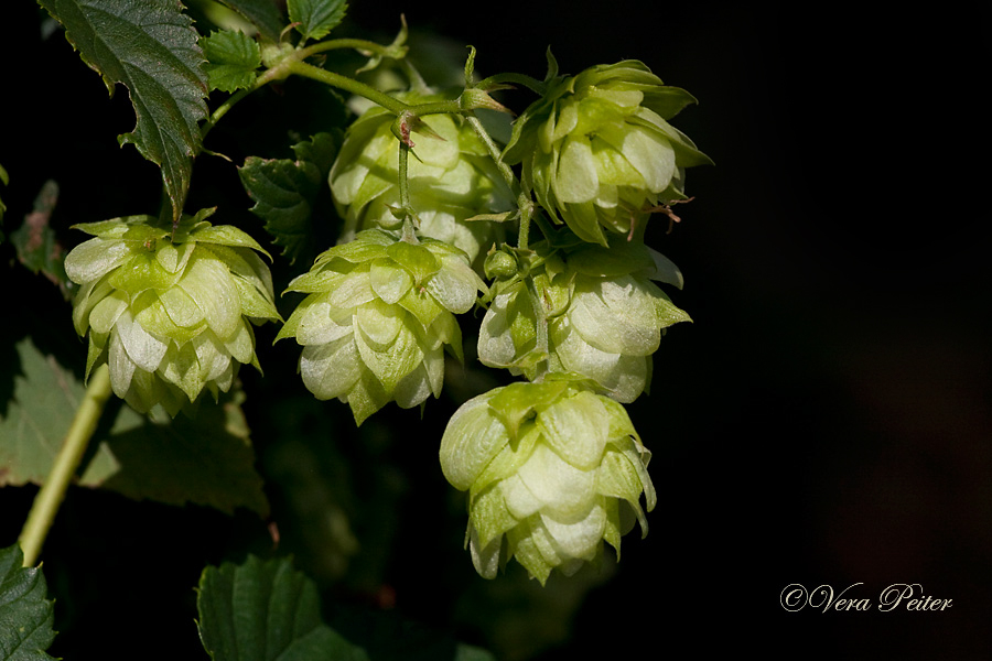 Hopfen