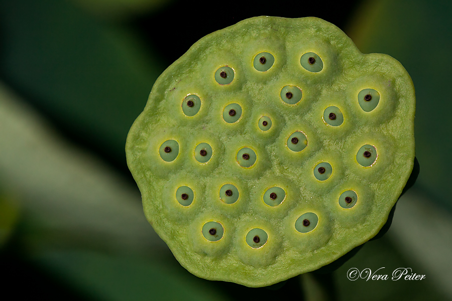 Indische Lotosblume