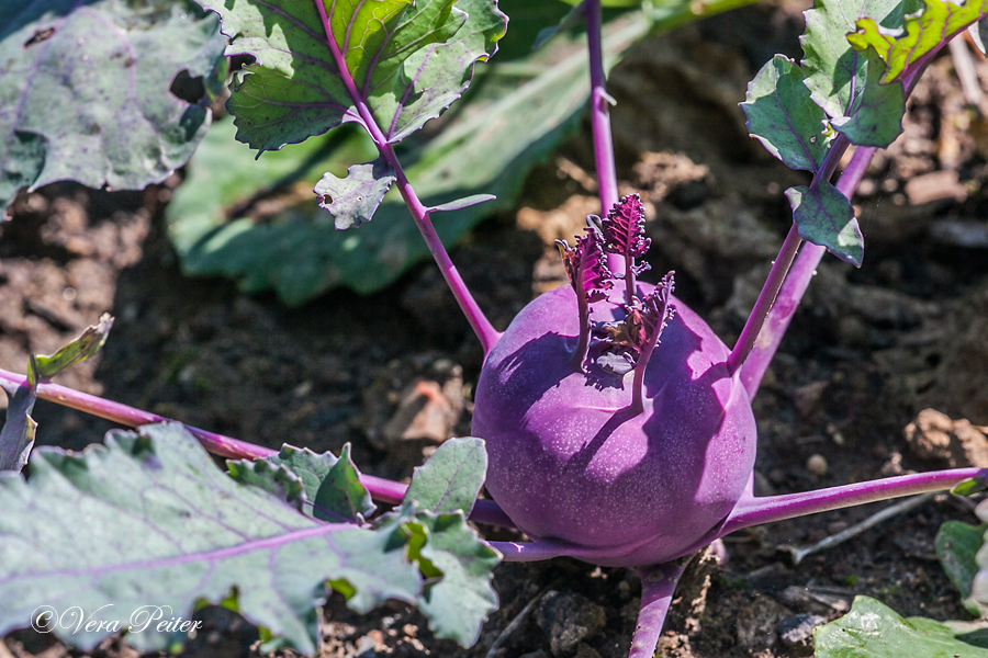 Kohlrabi