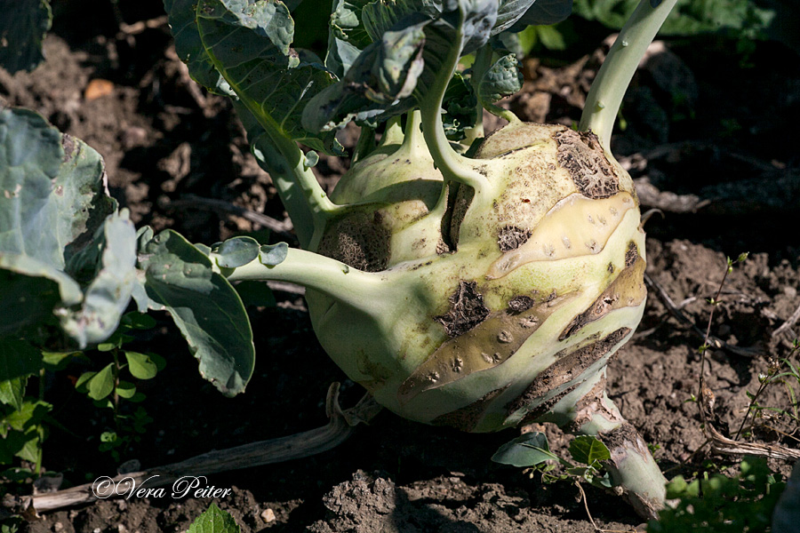 Kohlrabi