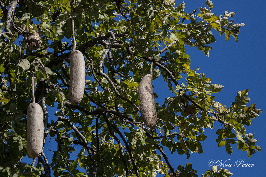 Leberwurst