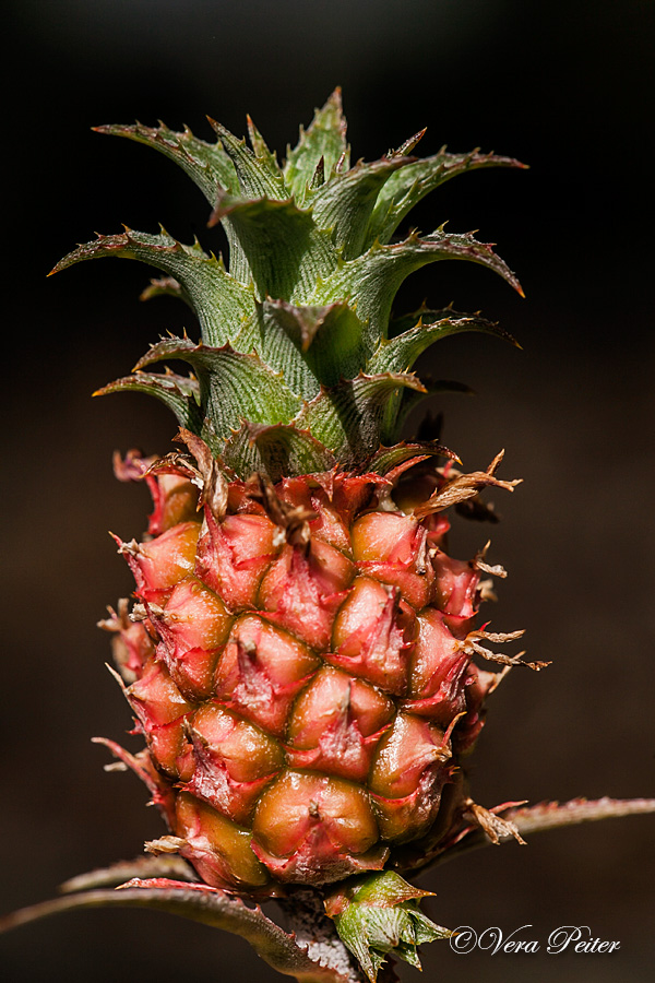 Mini-Ananas