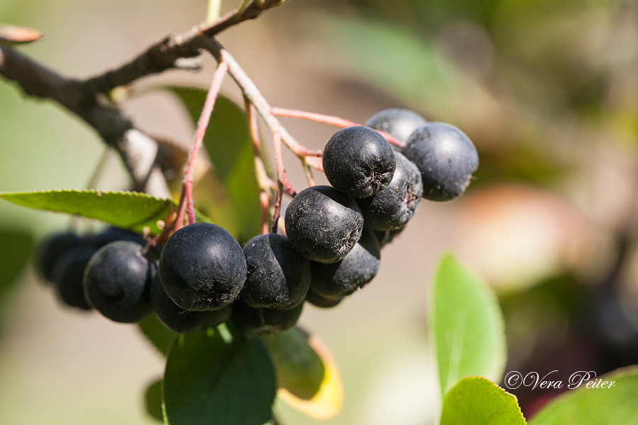 Schwarze Apfelbeere