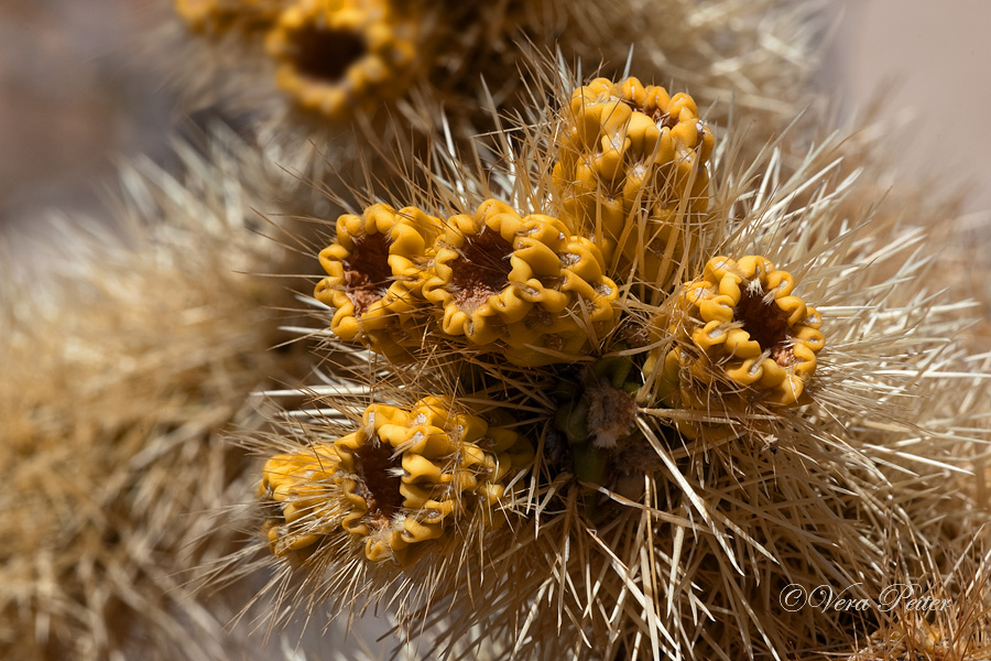 Teddybär Cholla