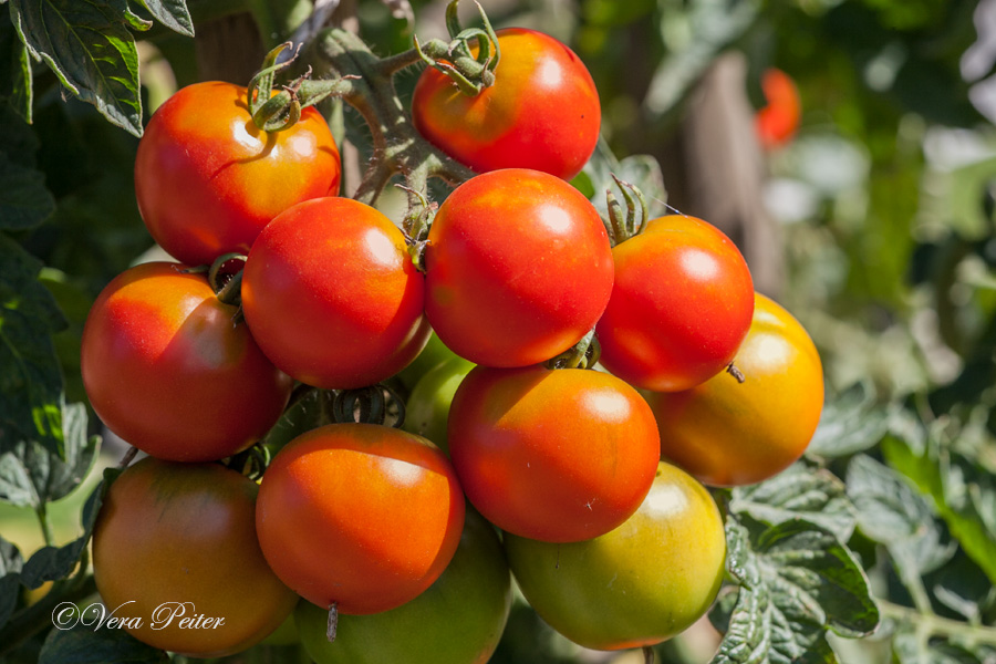 Tomate Rheinlands Ruhm