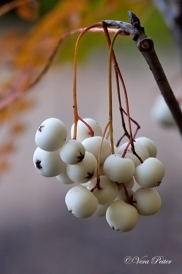 Weißfrüchtige Chinesische Eberesche