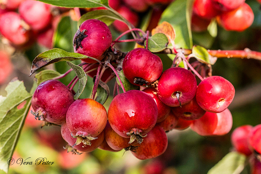 Zierapfel