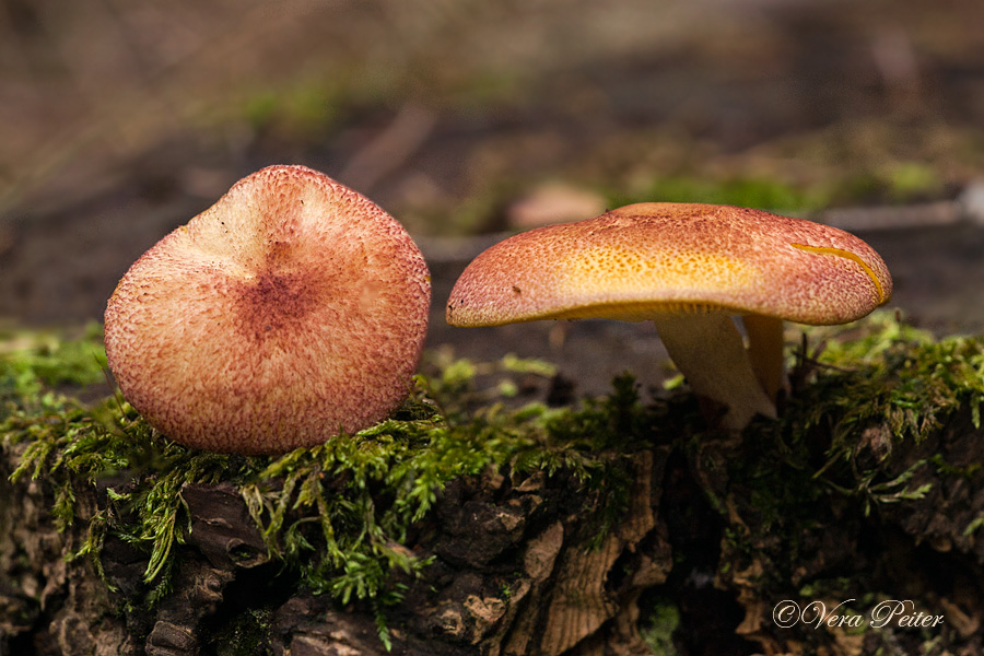 Rötlicher Holzritterling