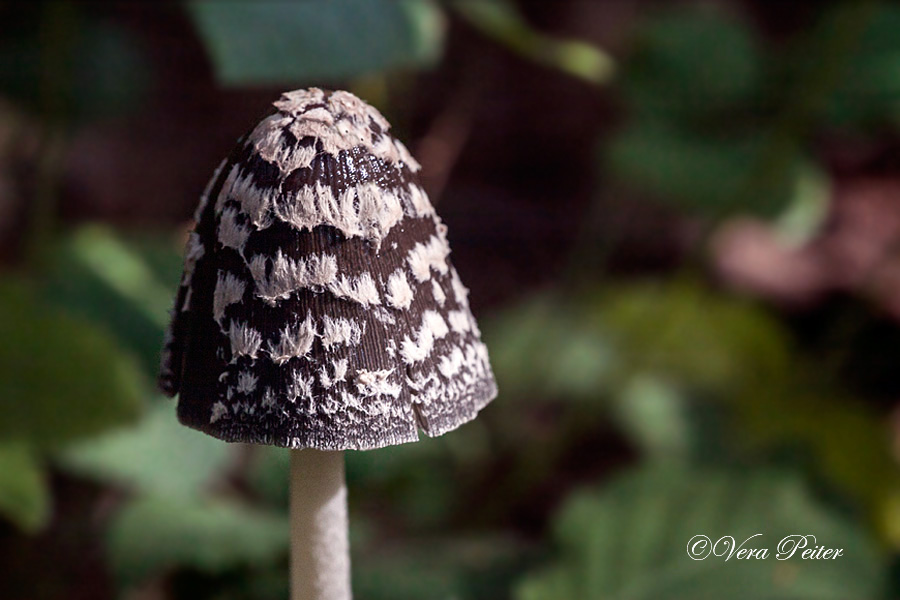 Spechttintling (Coprinus picaceus)