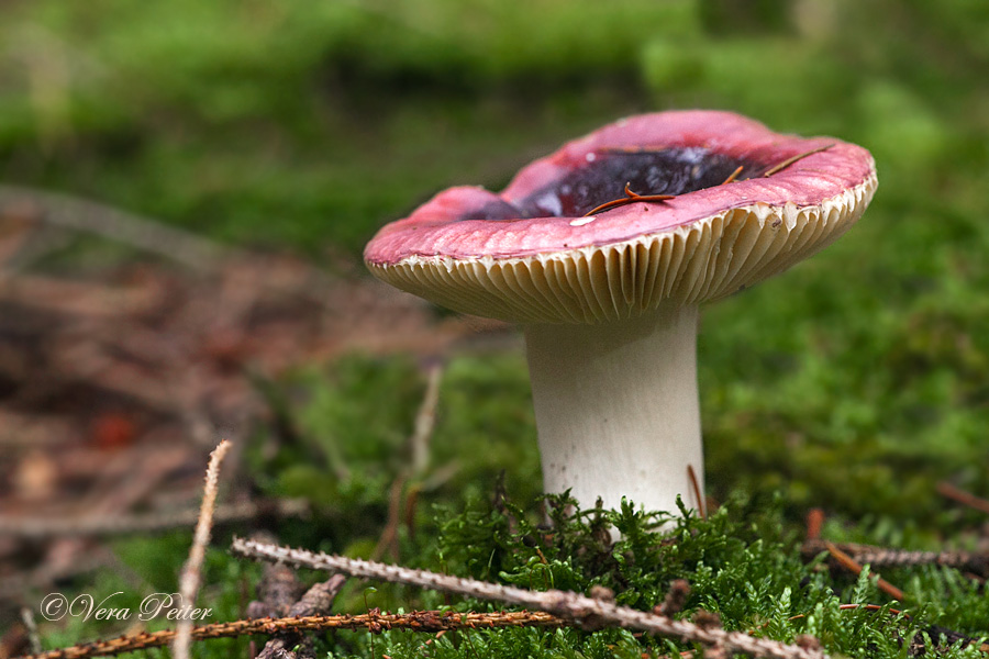 Wechselfarbiger Speitäubling