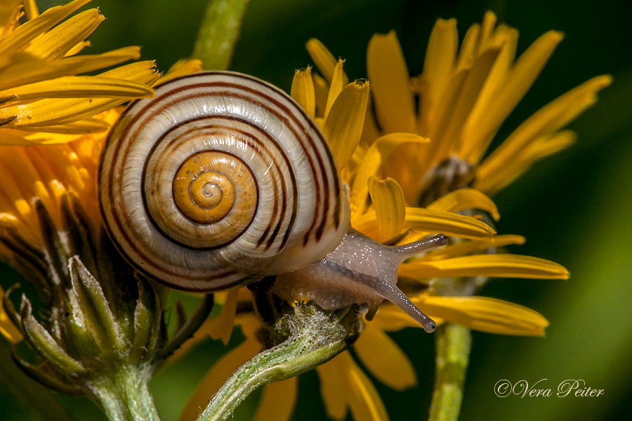 Weißmündige Bänderschnecke