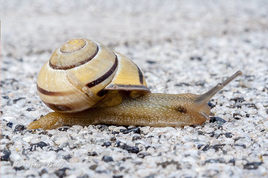 Schwarzmündige Bänderschnecke