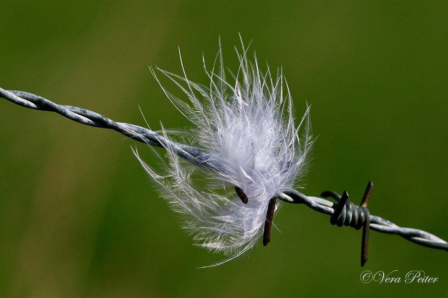 Feder an Stacheldraht