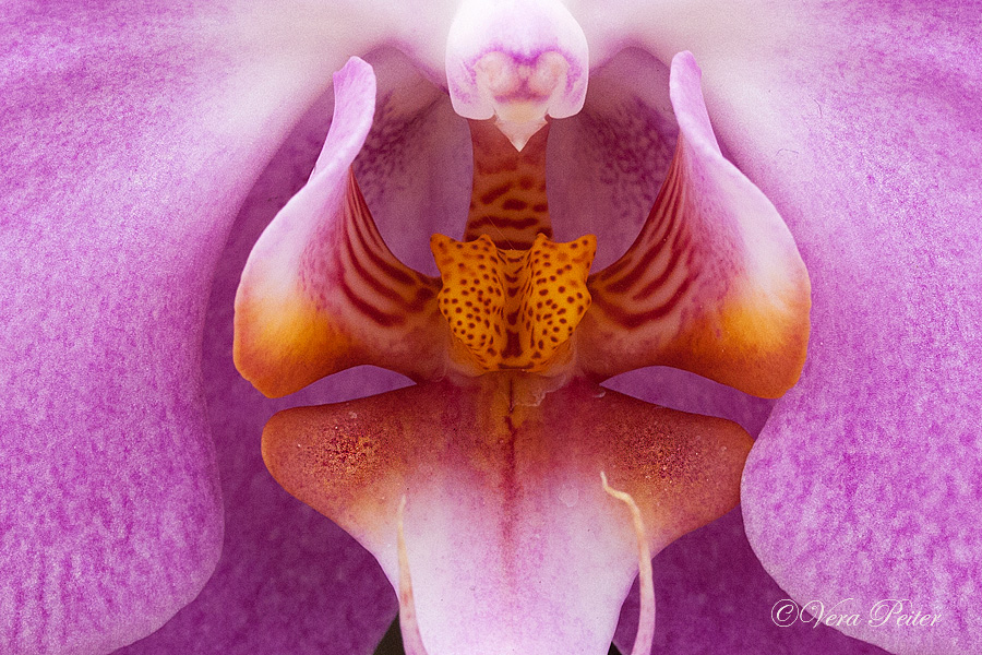 Phalaenopsis Hybride