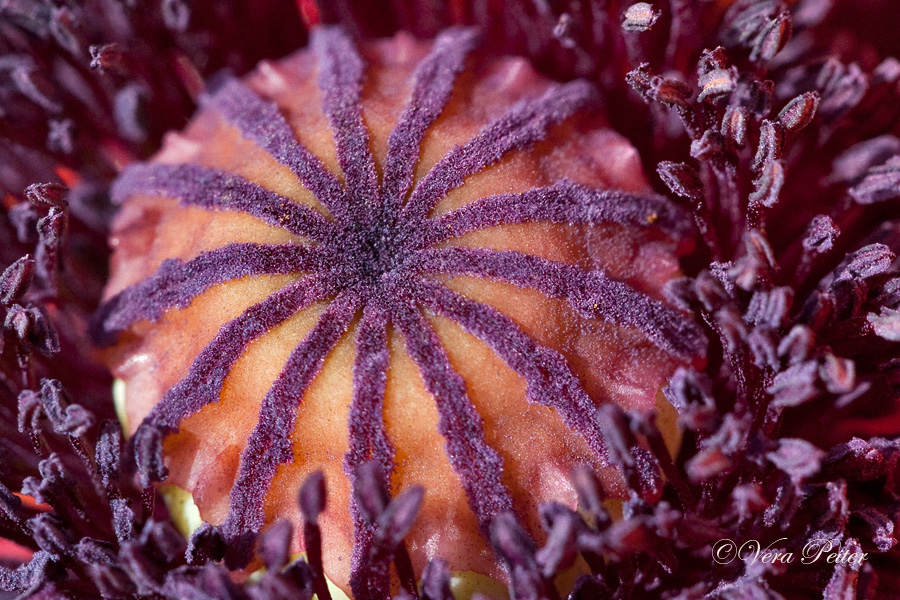 Türkischer Riesenmohn
