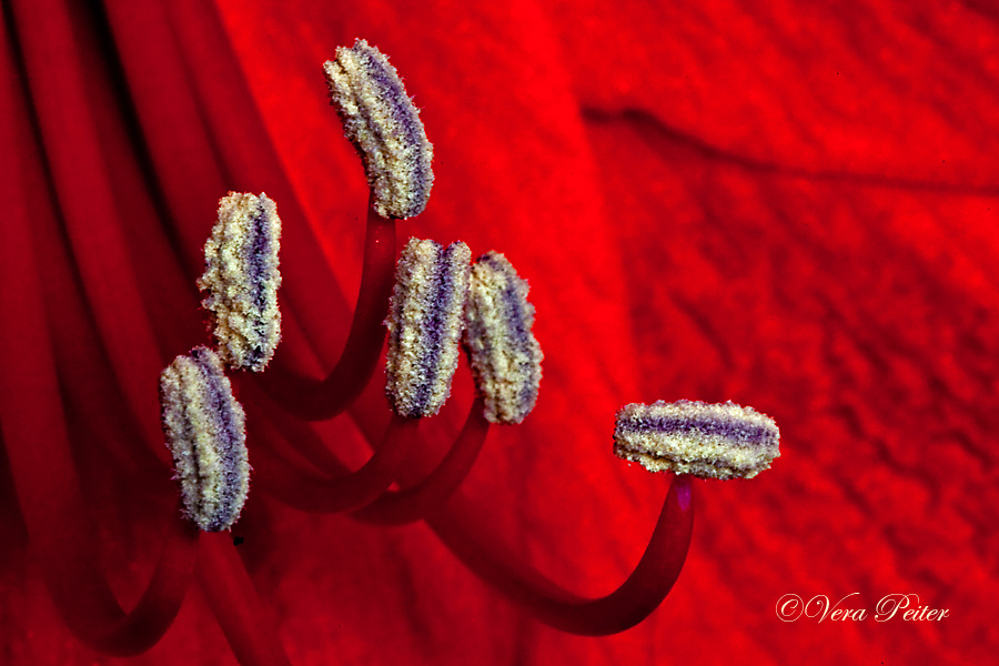 Amaryllis