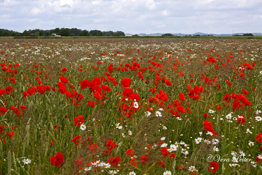 Zülpich Blumenwiese