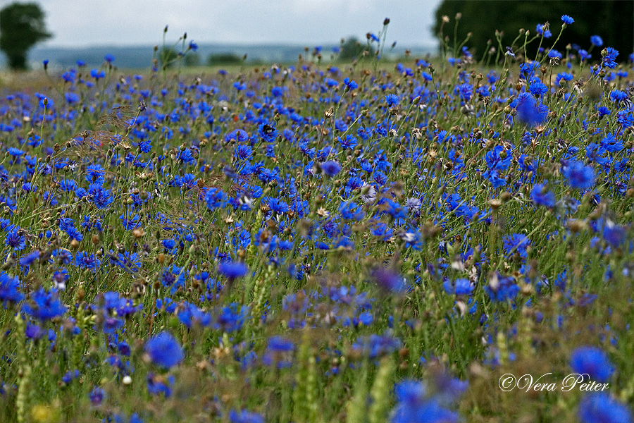 Zülpich Blumenwiese