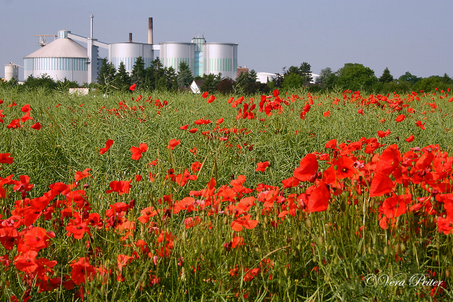 Euskirchen Felder