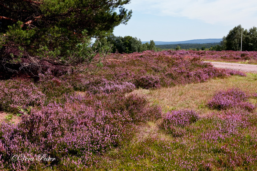 Schavener Heide