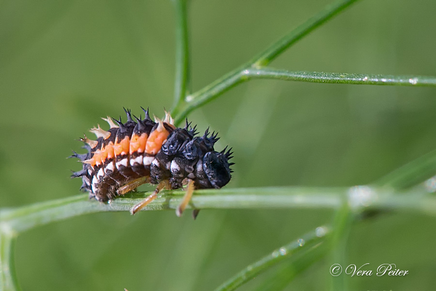 Asiatischer Marienkäfer - Metamorphose