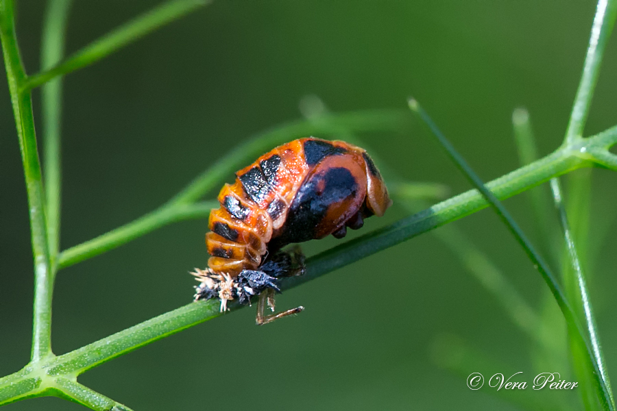 Asiatischer Marienkäfer - Metamorphose