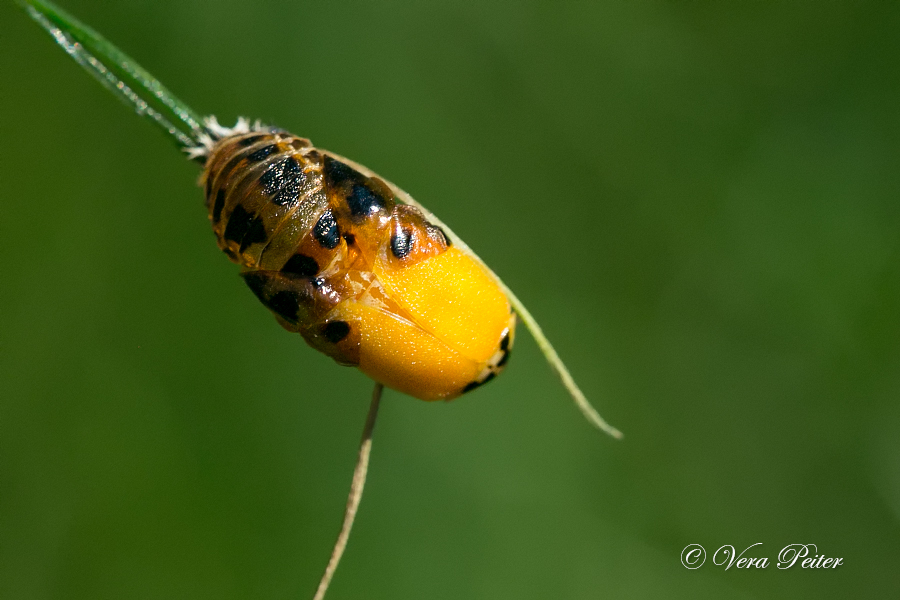 Asiatischer Marienkäfer - Metamorphose