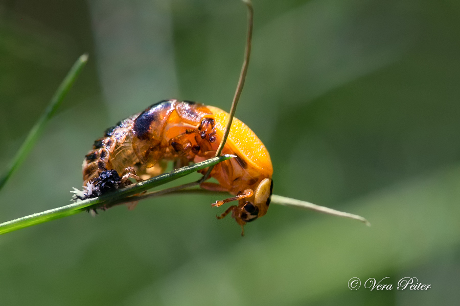 Asiatischer Marienkäfer - Metamorphose