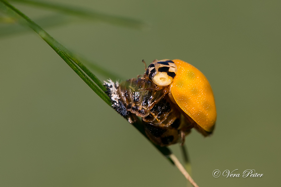 Asiatischer Marienkäfer - Metamorphose