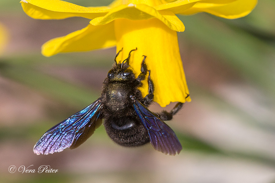 Blaue Holzbiene