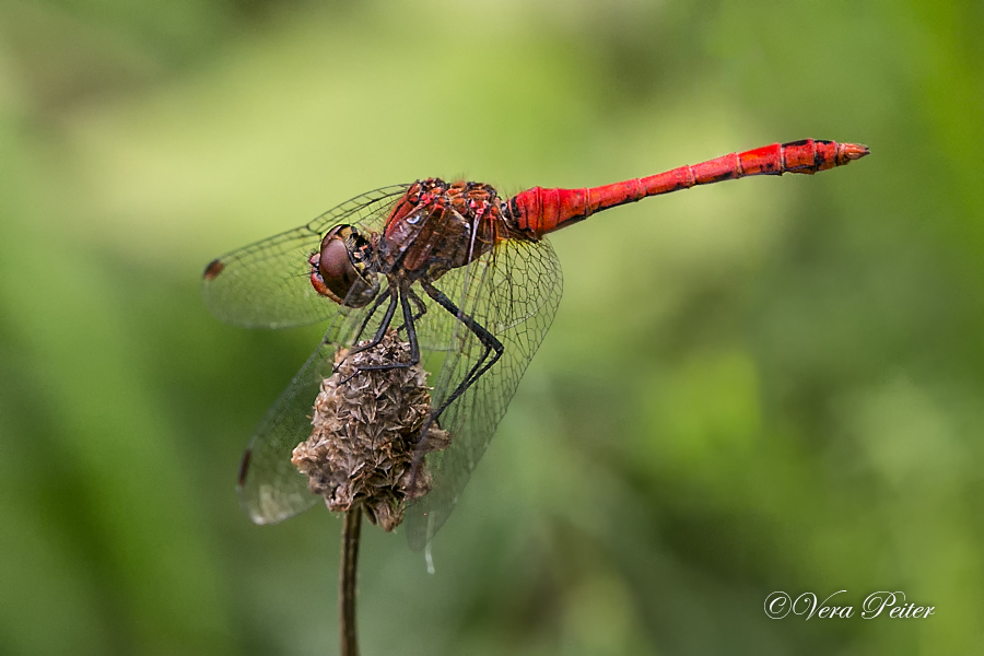 Blutrote Heidelibelle