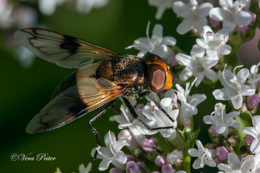 Gemeine Waldschwebfliege