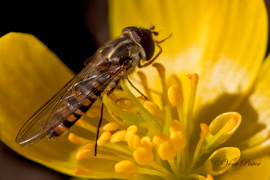 Hain-Schwebfliege