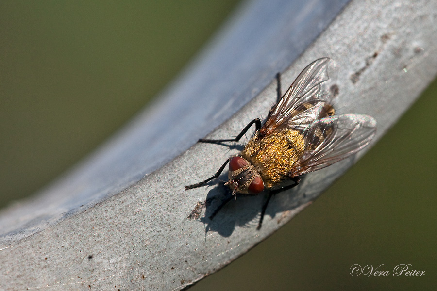 Graugelbe Polsterfliege