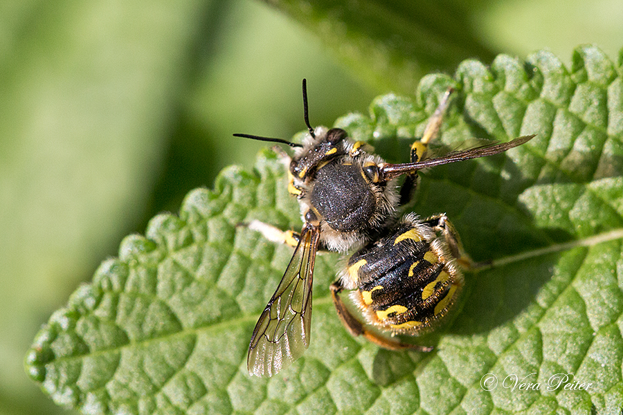 Große Wollbiene