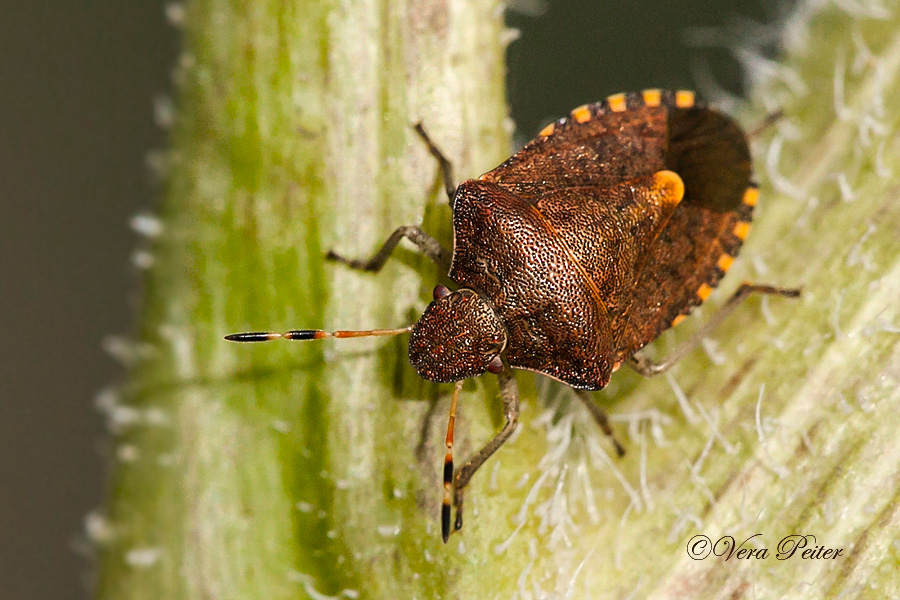 Holcostethus strictus vernalis