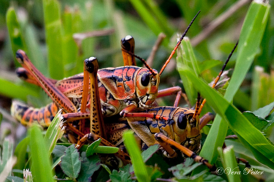 Eastern Lubber