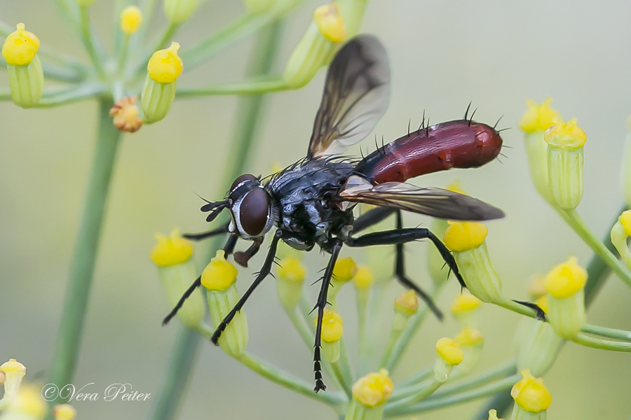 Raupenfliege