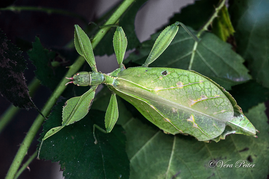 Wandelndes Blatt