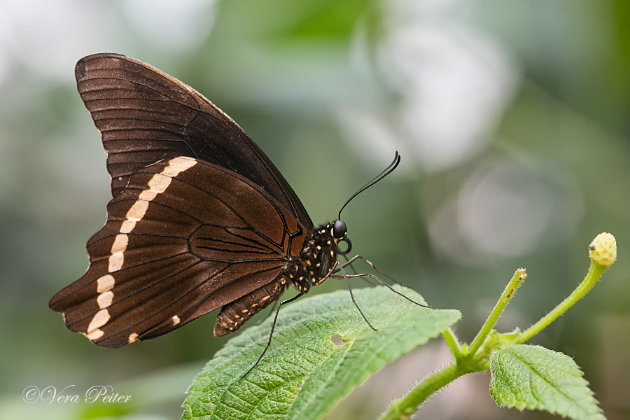 African Blue-banded Swallowtail