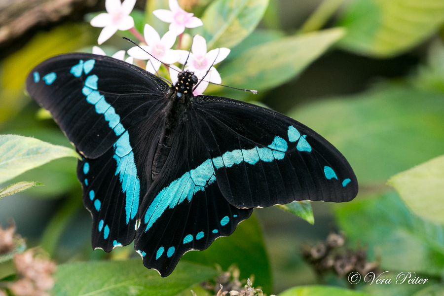 African Blue-banded Swallowtail